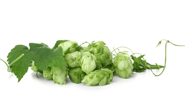Heap of fresh green hops and leaves on white background