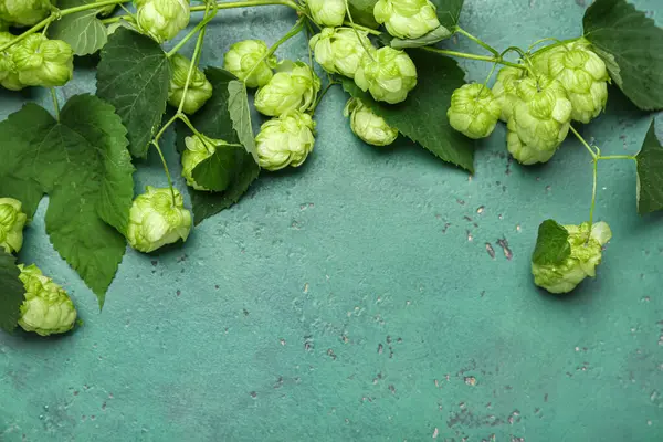 Fresh green hops and leaves on color background