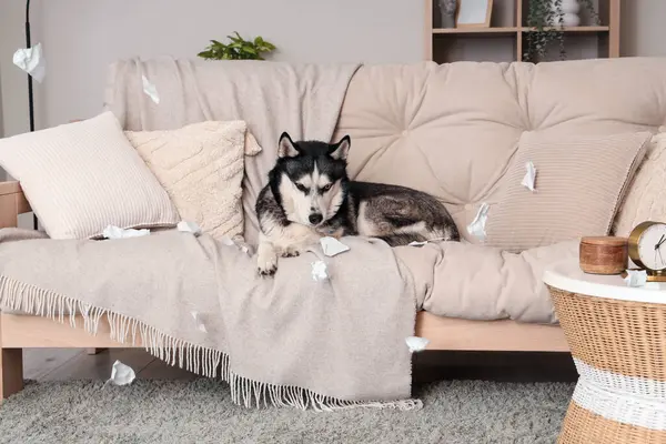 Naughty Husky dog with torn paper on sofa in living room