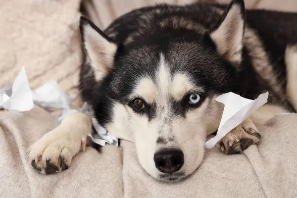 Naughty Husky dog with torn paper on sofa in living room, closeup