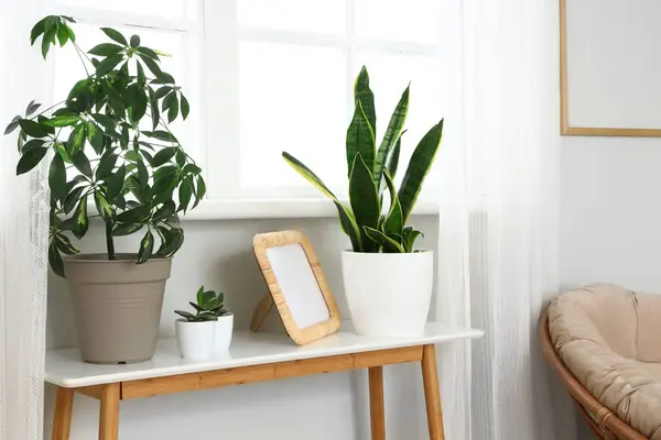 Green plants with frame on table in living room