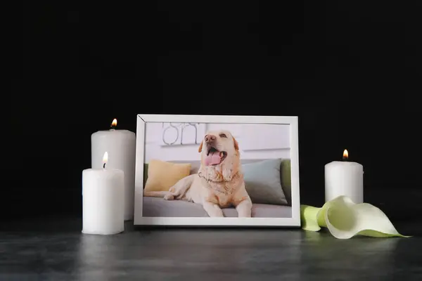 Frame with picture of dog, calla lily and burning candles on dark background. Pet funeral