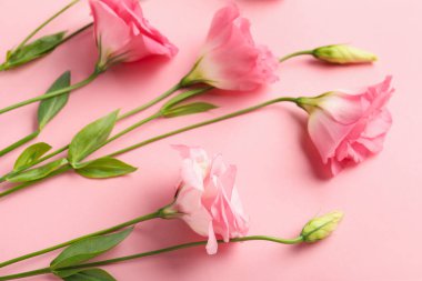 Renkli arkaplanda güzel pembe Eustoma çiçekleri