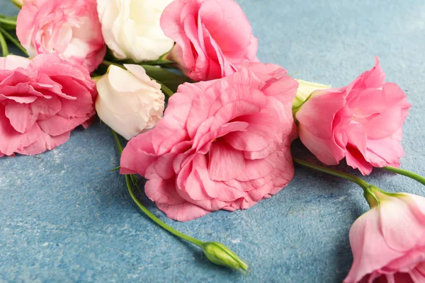 Mavi arka planda güzel pembe Eustoma çiçekleri