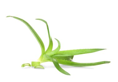 aloe vera bitkisi beyaz arkaplanda izole