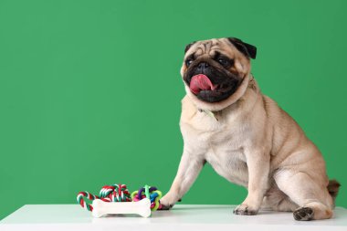 Atıştırmalık ve yeşil arka planda oyuncakları olan sevimli bir köpek.