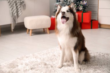 Evde şirin Husky köpeği var.