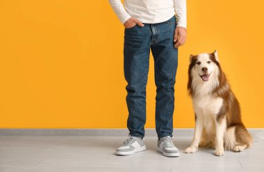 Turuncu duvarın yanında sevimli Husky köpeği olan adam.