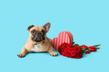 Hediye kutusu ve mavi arka planda kırmızı gülleri olan sevimli Fransız bulldog 'u. Sevgililer Günü kutlaması