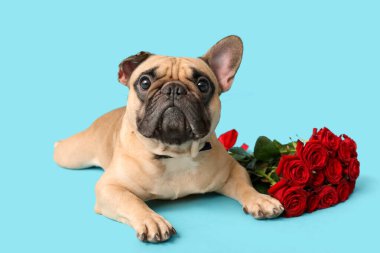Mavi arka planda gülleri olan sevimli Fransız bulldog 'u. Sevgililer Günü kutlaması