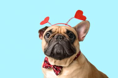 Mavi arka planda kalpleri olan saç bantlı sevimli Fransız bulldog 'u. Sevgililer Günü kutlaması