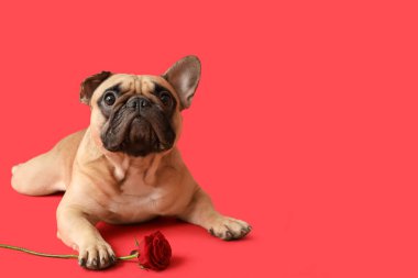 Kırmızı arka planda gül olan sevimli bir Fransız bulldog 'u. Sevgililer Günü kutlaması
