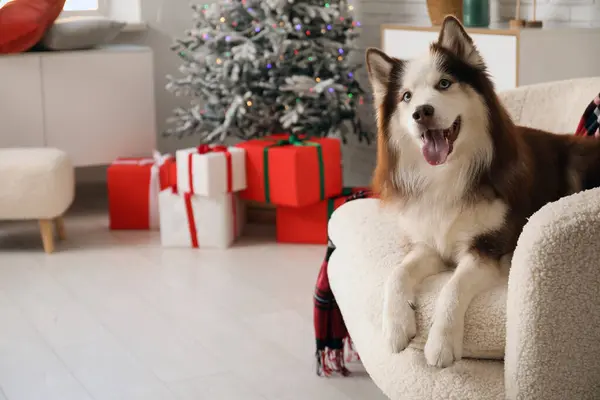 Χαριτωμένο Husky Σκυλί Στο Σπίτι Την Παραμονή Των Χριστουγέννων — Φωτογραφία Αρχείου