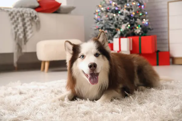 Cute Husky Pies Domu Wigilię Bożego Narodzenia — Zdjęcie stockowe