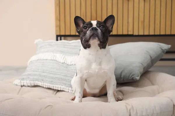 Cute French Bulldog in pet bed at home