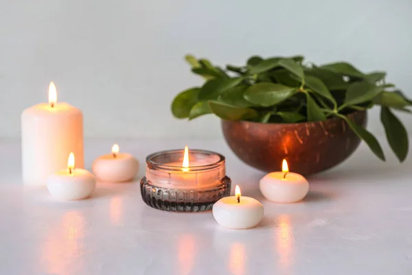 Burning candles and potted plant on white background