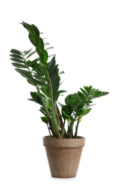 yeşil bitki beyaz arkaplanda saksıda