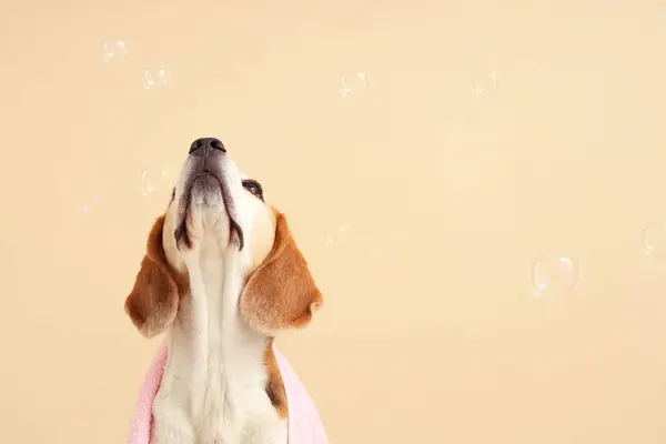 Funny Beagle dog with towel and soap bubbles on beige background