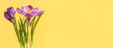 Sarı arkaplanda güzel krokus çiçekleri ve metin için boşluk