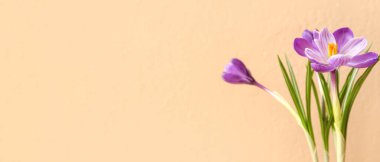 Bej arkaplanda güzel krokus çiçekleri ve metin için boşluk
