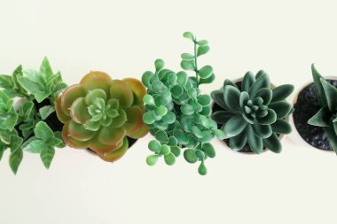 Beyaz arkaplanda yapay bitkiler