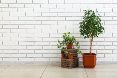 Beyaz tuğla duvarın yanında ahşap kutuları olan yeşil bitkiler.