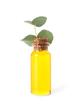 Beyaz zemin üzerinde kozmetik yağ ve okaliptüs dalı bulunan şişe