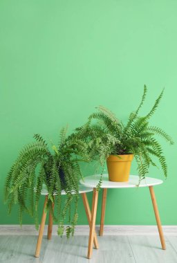 Yeşil duvarın yanındaki masalarda saksılar var.