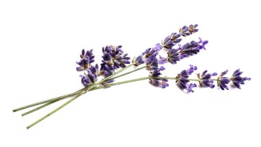 Beyaz arka planda güzel lavanta çiçekleri dalları