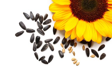 Ayçiçeği tohumları beyaz zemin üzerine izole ile