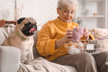 Evde kanepede örgü ören ve köpek besleyen son sınıf öğrencisi bir kadın.