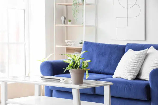 Interior of light living room with cozy blue sofa and modern laptop on table near big window