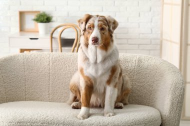 Şirin Avustralya çoban köpeği evdeki kanepede oturuyor.