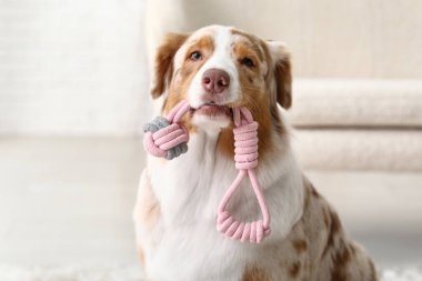 Şirin Avustralyalı çoban köpeği oyuncağı evde, yakın plan.