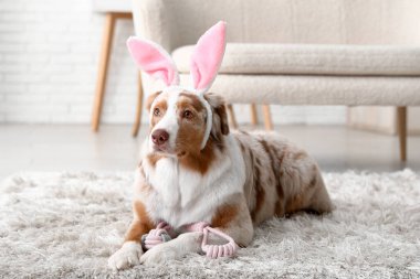 Şirin Avustralya çoban köpeği tavşan kulağı ve evde halıya uzanmış oyuncak. Paskalya kutlaması