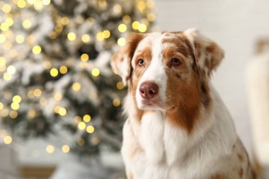 Şirin Avustralyalı çoban köpeği Noel arifesinde evde, yakın plan.