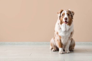 Bej duvarın yanında şirin Avustralya çoban köpeği