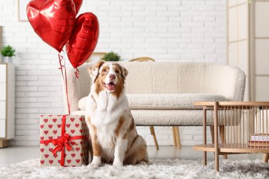 Şirin Avustralya çoban köpeği ve evde balonları var. Sevgililer Günü kutlaması