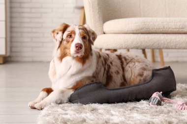 Şirin Avustralya çoban köpeği evcil hayvan yatağında yatıyor.