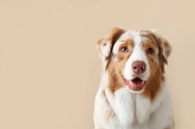 Bej arka planda şirin Avustralya çoban köpeği, yakın plan.