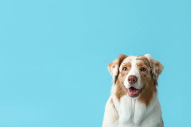 Mavi arka planda şirin Avustralya çoban köpeği, yakın plan.