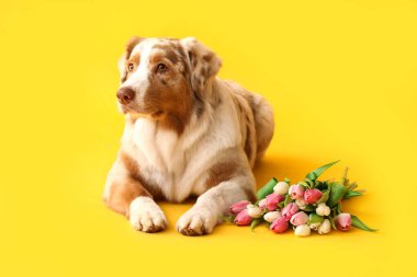 Sarı arka planda laleleri olan şirin bir Avustralya çoban köpeği. Uluslararası Kadınlar Günü kutlamaları