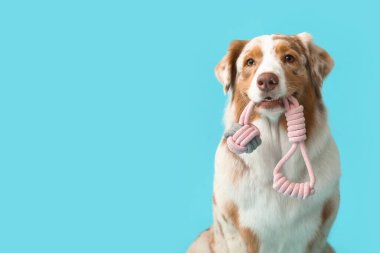 Mavi arka planda oyuncağı olan şirin Avustralya çoban köpeği, yakın plan.