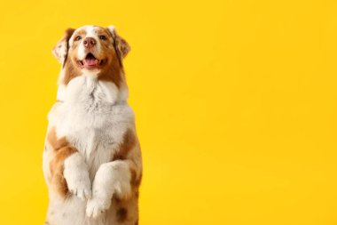 Sarı arka planda şirin Avustralya çoban köpeği