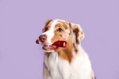 Leylak arka planında el feneri olan şirin Avustralya çoban köpeği, yakın plan.