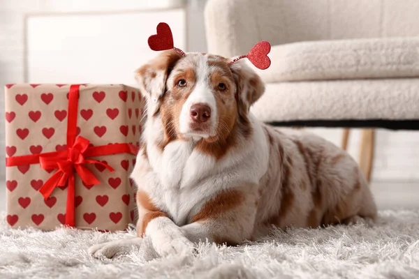 Cute Australian Shepherd dog with hearts and gift at home. Valentine\'s Day celebration