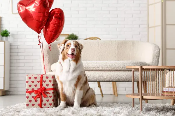 Cute Australian Shepherd dog with gift and balloons at home. Valentine\'s Day celebration