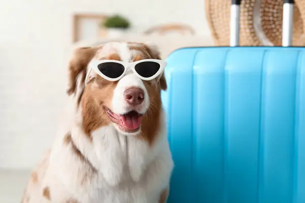 Cute Australian Shepherd dog in sunglasses with suitcase at home, closeup. Travel concept