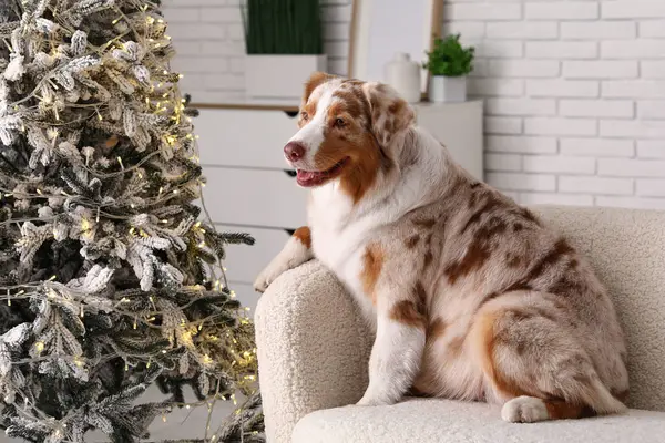 Cute Australian Shepherd Σκυλί Στο Σπίτι Την Παραμονή Των Χριστουγέννων — Φωτογραφία Αρχείου