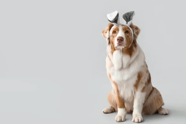 Leuke Australische Herder Hond Konijnenoren Lichte Achtergrond Pasen Viering — Stockfoto